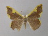  ( - BC ZSM Lep 34998)  @13 [ ] CreativeCommons - Attribution Non-Commercial Share-Alike (2010) Unspecified SNSB, Zoologische Staatssammlung Muenchen