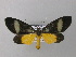  (Lobocraspeda latefascia - BC ZSM Lep 34999)  @15 [ ] CreativeCommons - Attribution Non-Commercial Share-Alike (2010) Unspecified SNSB, Zoologische Staatssammlung Muenchen