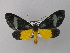 ( - BC ZSM Lep 35000)  @13 [ ] CreativeCommons - Attribution Non-Commercial Share-Alike (2010) Unspecified SNSB, Zoologische Staatssammlung Muenchen