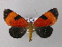  (Extramilionia - BC ZSM Lep 35002)  @14 [ ] CreativeCommons - Attribution Non-Commercial Share-Alike (2010) Unspecified SNSB, Zoologische Staatssammlung Muenchen