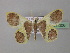  (Plutodes AH01 - BC ZSM Lep 35006)  @14 [ ] CreativeCommons - Attribution Non-Commercial Share-Alike (2010) Unspecified SNSB, Zoologische Staatssammlung Muenchen