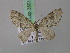  ( - BC ZSM Lep 35010)  @14 [ ] CreativeCommons - Attribution Non-Commercial Share-Alike (2010) Unspecified SNSB, Zoologische Staatssammlung Muenchen