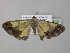  ( - BC ZSM Lep 35309)  @14 [ ] CreativeCommons - Attribution Non-Commercial Share-Alike (2010) Unspecified SNSB, Zoologische Staatssammlung Muenchen