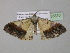  (Zamarada crenulata - BC ZSM Lep 35310)  @13 [ ] CreativeCommons - Attribution Non-Commercial Share-Alike (2010) Unspecified SNSB, Zoologische Staatssammlung Muenchen