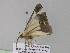  (Zamarada undimarginata - BC ZSM Lep 35311)  @13 [ ] CreativeCommons - Attribution Non-Commercial Share-Alike (2010) Unspecified SNSB, Zoologische Staatssammlung Muenchen