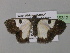  (Zamarada perlepidata - BC ZSM Lep 35312)  @13 [ ] CreativeCommons - Attribution Non-Commercial Share-Alike (2010) Unspecified SNSB, Zoologische Staatssammlung Muenchen
