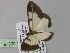  ( - BC ZSM Lep 35315)  @13 [ ] CreativeCommons - Attribution Non-Commercial Share-Alike (2010) Unspecified SNSB, Zoologische Staatssammlung Muenchen