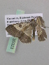  ( - BC ZSM Lep 35323)  @13 [ ] CreativeCommons - Attribution Non-Commercial Share-Alike (2010) Unspecified SNSB, Zoologische Staatssammlung Muenchen
