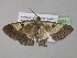  ( - BC ZSM Lep 35324)  @13 [ ] CreativeCommons - Attribution Non-Commercial Share-Alike (2010) Unspecified SNSB, Zoologische Staatssammlung Muenchen