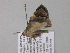  (Zamarada leona - BC ZSM Lep 35326)  @13 [ ] CreativeCommons - Attribution Non-Commercial Share-Alike (2010) Unspecified SNSB, Zoologische Staatssammlung Muenchen