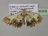  ( - BC ZSM Lep 35329)  @14 [ ] CreativeCommons - Attribution Non-Commercial Share-Alike (2010) Unspecified SNSB, Zoologische Staatssammlung Muenchen