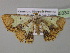  (Zamarada dentigeraAH01Cm - BC ZSM Lep 35330)  @13 [ ] CreativeCommons - Attribution Non-Commercial Share-Alike (2010) Unspecified SNSB, Zoologische Staatssammlung Muenchen
