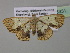  ( - BC ZSM Lep 35331)  @14 [ ] CreativeCommons - Attribution Non-Commercial Share-Alike (2010) Unspecified SNSB, Zoologische Staatssammlung Muenchen