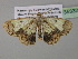  (Zamarada dentigeraAH02Cm - BC ZSM Lep 35332)  @14 [ ] CreativeCommons - Attribution Non-Commercial Share-Alike (2010) Unspecified SNSB, Zoologische Staatssammlung Muenchen