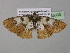  (Zamarada AH15CmGh - BC ZSM Lep 35333)  @13 [ ] CreativeCommons - Attribution Non-Commercial Share-Alike (2010) Unspecified SNSB, Zoologische Staatssammlung Muenchen