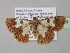  (Zamarada opala - BC ZSM Lep 35334)  @14 [ ] CreativeCommons - Attribution Non-Commercial Share-Alike (2010) Unspecified SNSB, Zoologische Staatssammlung Muenchen
