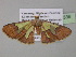  ( - BC ZSM Lep 35336)  @14 [ ] CreativeCommons - Attribution Non-Commercial Share-Alike (2010) Unspecified SNSB, Zoologische Staatssammlung Muenchen