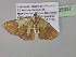  ( - BC ZSM Lep 35337)  @13 [ ] CreativeCommons - Attribution Non-Commercial Share-Alike (2010) Unspecified SNSB, Zoologische Staatssammlung Muenchen