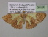  (Zamarada AH22CmGh - BC ZSM Lep 35338)  @14 [ ] CreativeCommons - Attribution Non-Commercial Share-Alike (2010) Unspecified SNSB, Zoologische Staatssammlung Muenchen