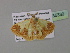 ( - BC ZSM Lep 35339)  @13 [ ] CreativeCommons - Attribution Non-Commercial Share-Alike (2010) Unspecified SNSB, Zoologische Staatssammlung Muenchen