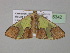  ( - BC ZSM Lep 35342)  @13 [ ] CreativeCommons - Attribution Non-Commercial Share-Alike (2010) Unspecified SNSB, Zoologische Staatssammlung Muenchen