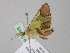  ( - BC ZSM Lep 35343)  @12 [ ] CreativeCommons - Attribution Non-Commercial Share-Alike (2010) Unspecified SNSB, Zoologische Staatssammlung Muenchen