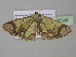  ( - BC ZSM Lep 35349)  @12 [ ] CreativeCommons - Attribution Non-Commercial Share-Alike (2010) Unspecified SNSB, Zoologische Staatssammlung Muenchen