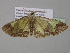  (Zamarada dargei - BC ZSM Lep 35351)  @12 [ ] CreativeCommons - Attribution Non-Commercial Share-Alike (2010) Unspecified SNSB, Zoologische Staatssammlung Muenchen