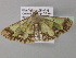  ( - BC ZSM Lep 35352)  @12 [ ] CreativeCommons - Attribution Non-Commercial Share-Alike (2010) Unspecified SNSB, Zoologische Staatssammlung Muenchen
