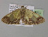  ( - BC ZSM Lep 35353)  @12 [ ] CreativeCommons - Attribution Non-Commercial Share-Alike (2010) Unspecified SNSB, Zoologische Staatssammlung Muenchen
