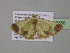  ( - BC ZSM Lep 35358)  @13 [ ] CreativeCommons - Attribution Non-Commercial Share-Alike (2010) Unspecified SNSB, Zoologische Staatssammlung Muenchen