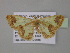  (Zamarada vulpina - BC ZSM Lep 35359)  @14 [ ] CreativeCommons - Attribution Non-Commercial Share-Alike (2010) Unspecified SNSB, Zoologische Staatssammlung Muenchen