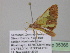  ( - BC ZSM Lep 35366)  @13 [ ] CreativeCommons - Attribution Non-Commercial Share-Alike (2010) Unspecified SNSB, Zoologische Staatssammlung Muenchen