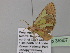  ( - BC ZSM Lep 35367)  @12 [ ] CreativeCommons - Attribution Non-Commercial Share-Alike (2010) Unspecified SNSB, Zoologische Staatssammlung Muenchen