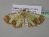  (Zamarada episemaAH02Cm - BC ZSM Lep 35370)  @13 [ ] CreativeCommons - Attribution Non-Commercial Share-Alike (2010) Unspecified SNSB, Zoologische Staatssammlung Muenchen