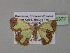  (Zamarada aglae - BC ZSM Lep 35372)  @13 [ ] CreativeCommons - Attribution Non-Commercial Share-Alike (2010) Unspecified SNSB, Zoologische Staatssammlung Muenchen
