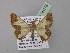  (Zamarada AH77CmGh - BC ZSM Lep 35373)  @11 [ ] CreativeCommons - Attribution Non-Commercial Share-Alike (2010) Unspecified SNSB, Zoologische Staatssammlung Muenchen