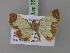  (Zamarada lepta - BC ZSM Lep 35374)  @13 [ ] CreativeCommons - Attribution Non-Commercial Share-Alike (2010) Unspecified SNSB, Zoologische Staatssammlung Muenchen