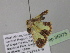  ( - BC ZSM Lep 35375)  @12 [ ] CreativeCommons - Attribution Non-Commercial Share-Alike (2010) Unspecified SNSB, Zoologische Staatssammlung Muenchen