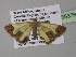  ( - BC ZSM Lep 35376)  @13 [ ] CreativeCommons - Attribution Non-Commercial Share-Alike (2010) Unspecified SNSB, Zoologische Staatssammlung Muenchen