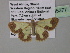 ( - BC ZSM Lep 35377)  @13 [ ] CreativeCommons - Attribution Non-Commercial Share-Alike (2010) Unspecified SNSB, Zoologische Staatssammlung Muenchen