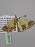  (Zamarada AH27CmGh - BC ZSM Lep 35379)  @13 [ ] CreativeCommons - Attribution Non-Commercial Share-Alike (2010) Unspecified SNSB, Zoologische Staatssammlung Muenchen