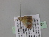  ( - BC ZSM Lep 35381)  @12 [ ] CreativeCommons - Attribution Non-Commercial Share-Alike (2010) Unspecified SNSB, Zoologische Staatssammlung Muenchen