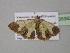  ( - BC ZSM Lep 35382)  @13 [ ] CreativeCommons - Attribution Non-Commercial Share-Alike (2010) Unspecified SNSB, Zoologische Staatssammlung Muenchen