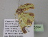  (Zamarada AH26CmGh - BC ZSM Lep 35384)  @12 [ ] CreativeCommons - Attribution Non-Commercial Share-Alike (2010) Unspecified SNSB, Zoologische Staatssammlung Muenchen
