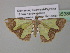  (Zamarada iobathra - BC ZSM Lep 35385)  @14 [ ] CreativeCommons - Attribution Non-Commercial Share-Alike (2010) Unspecified SNSB, Zoologische Staatssammlung Muenchen