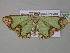  (Zamarada episema - BC ZSM Lep 35387)  @14 [ ] CreativeCommons - Attribution Non-Commercial Share-Alike (2010) Unspecified SNSB, Zoologische Staatssammlung Muenchen