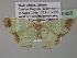  (Zamarada AH20CmGh - BC ZSM Lep 35388)  @14 [ ] CreativeCommons - Attribution Non-Commercial Share-Alike (2010) Unspecified SNSB, Zoologische Staatssammlung Muenchen