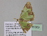  (Zamarada hero - BC ZSM Lep 35389)  @13 [ ] CreativeCommons - Attribution Non-Commercial Share-Alike (2010) Unspecified SNSB, Zoologische Staatssammlung Muenchen