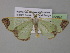  (Zamarada cydippeAH01Cm - BC ZSM Lep 35394)  @13 [ ] CreativeCommons - Attribution Non-Commercial Share-Alike (2010) Unspecified SNSB, Zoologische Staatssammlung Muenchen